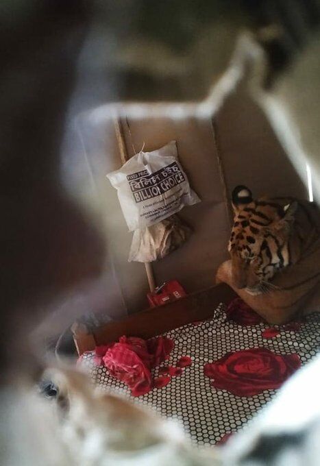 A Royal Bengal tiger strayed out of the flooded Kaziranga national park and somehow ended up in a house near the National highway. Pic: ANI 