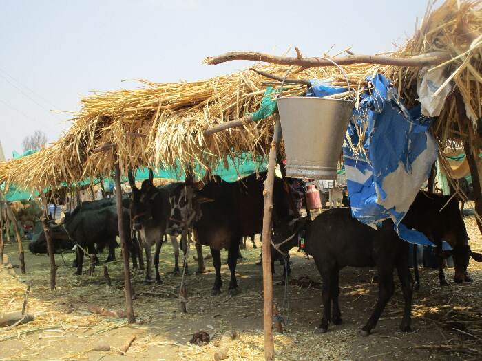 Farmers have brought their cattle to cattle camps to tide over the drought. Credit: Nidhi Jamwal