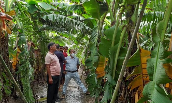 अपने क्षेत्र में बड़े पैमाने में केले का उत्पादन करने में एक बार फिर रजनीश आगे रहे। फोटो : गाँव कनेक्शन