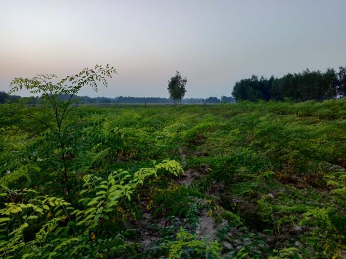 कटने को तैयार सहजन की फसल।