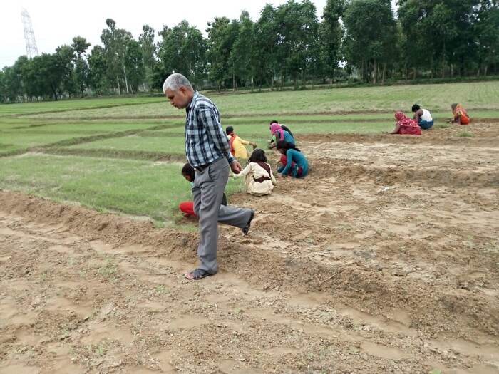 अपने खेत में सहजन यानि मोरिंगा की निराई कराते डॉ. राकेश सिंह।