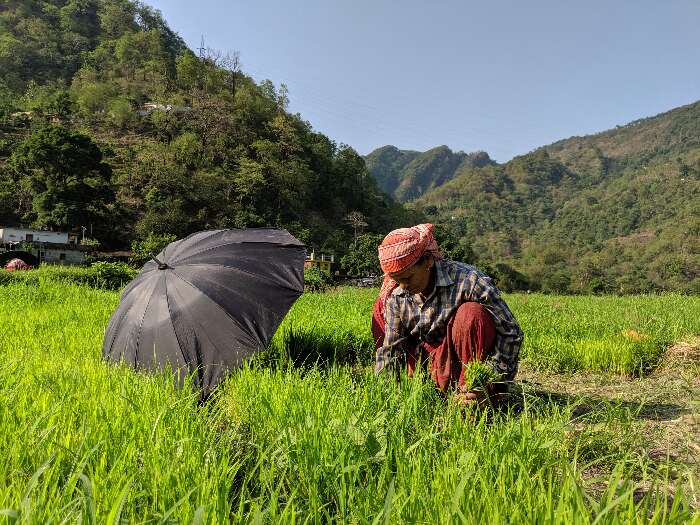 धान की नर्सरी को रोपाई के लिए उखाड़ती यशोदा