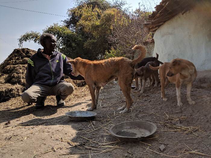 ऐसी 15-20 कुत्तों को वो रोज खाना खिलाते हैं, जिसके लिए सूरज भूषण की पत्नी ललिता देवी रोज 2 किलो चावल बनाती हैं। फोटो- अरविंद शुक्ला