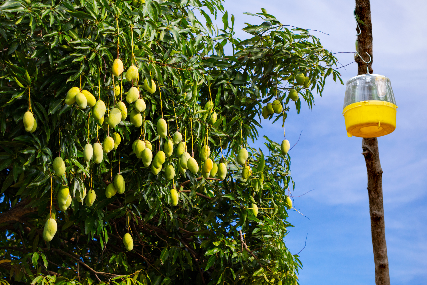 mango fruit fly pheromone trap
